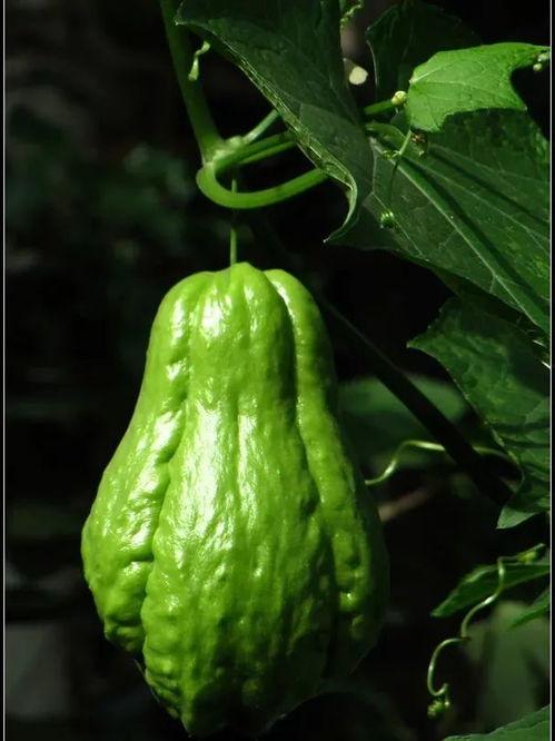 深圳吃瓜群众一枚,揭秘城市生活百态