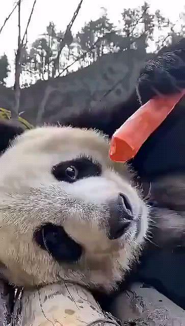 吃瓜群众吧唧吧唧,揭秘娱乐圈幕后故事