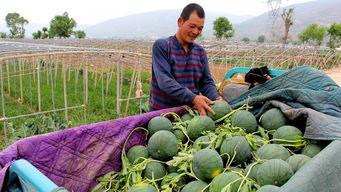 石棉县吃瓜群众,吃瓜群众的欢乐盛宴